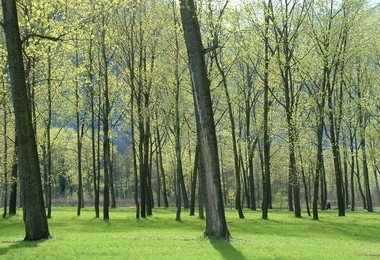 alberi oasi bosco Tenso
