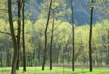 alberi oasi naturale bosco Tenso